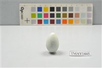 藏品(灰椋鳥卵)的圖片